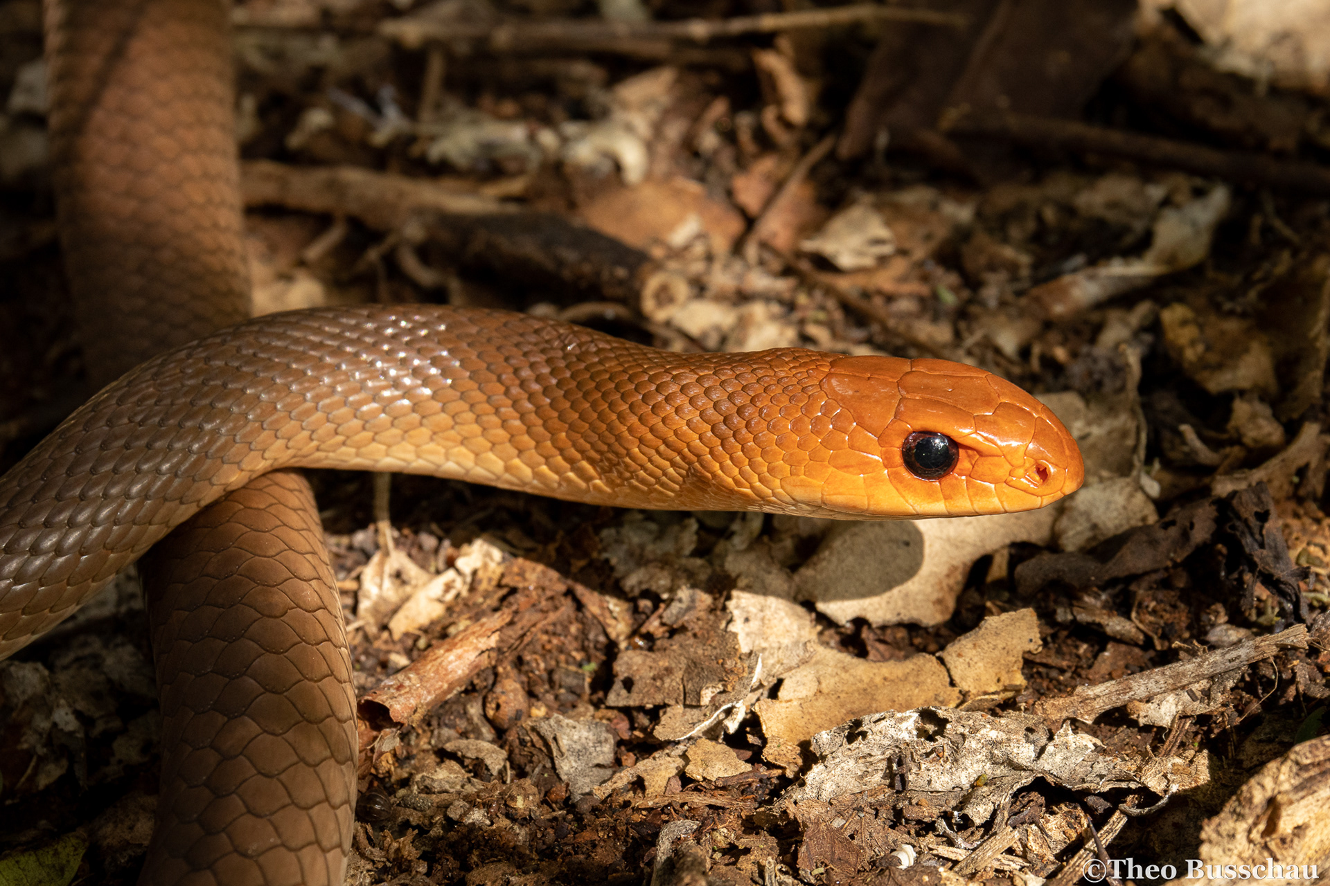 Red-spotted beaked snake, Taita-Taveta County, Kenya.