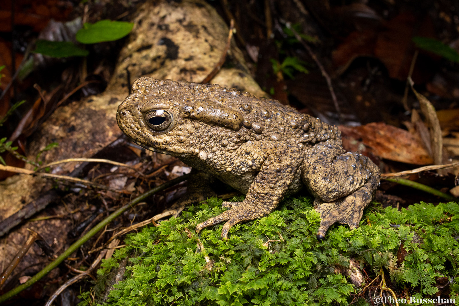 Giant river toad, Sabah, Malaysia.