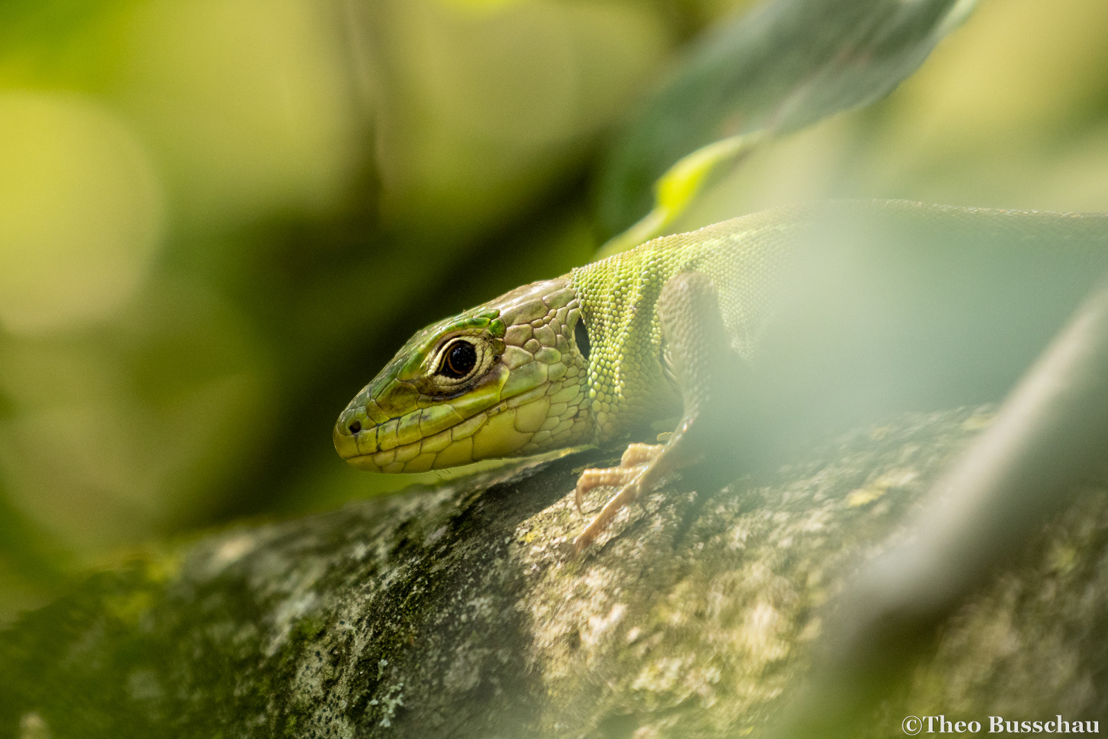 Western green lizard, Ferrara, Italy.