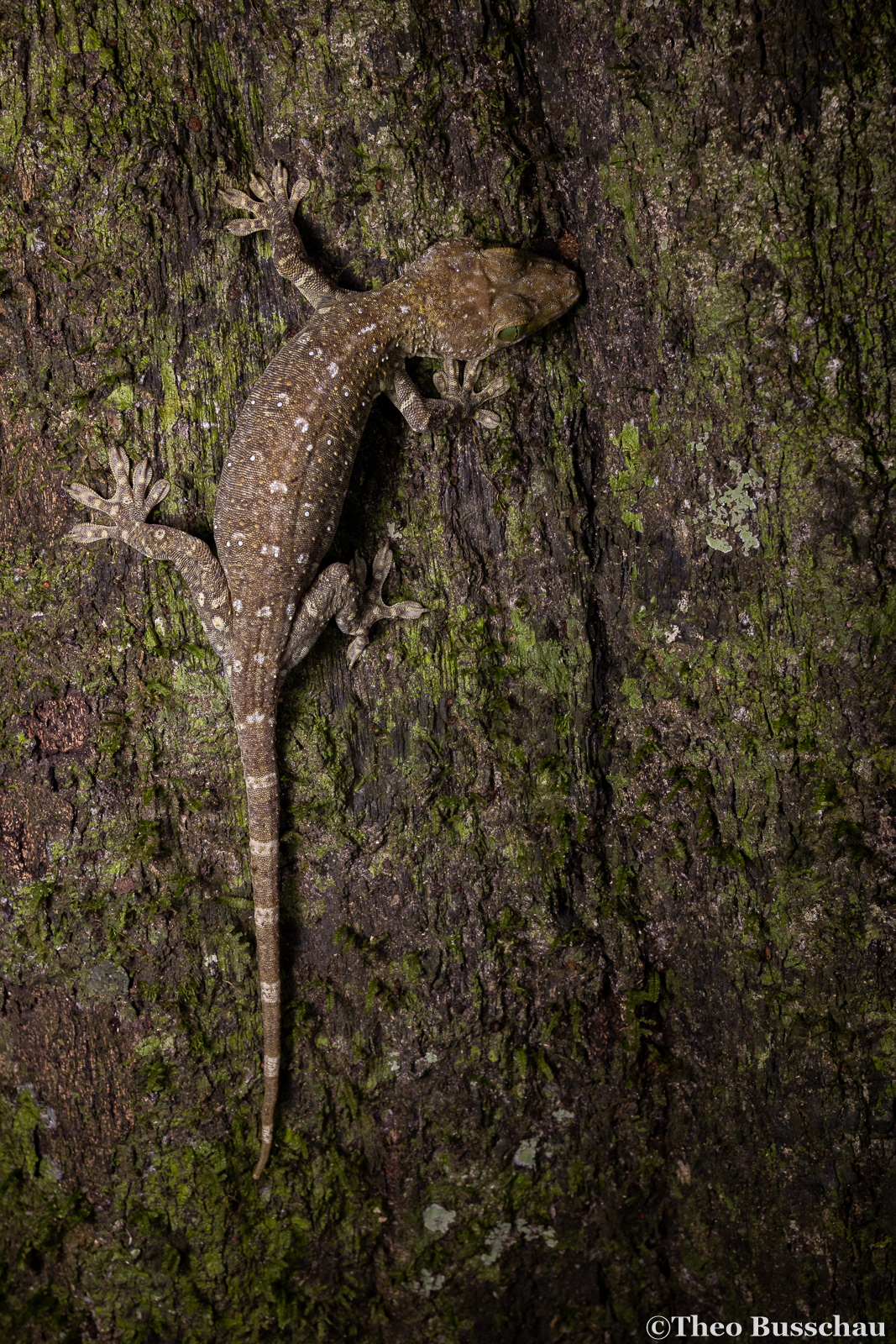 White-banded gecko, Sabah, Malaysia.