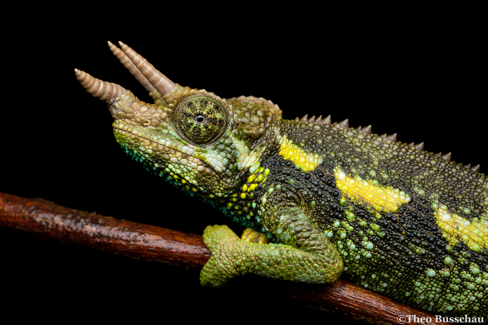 Jackson's chameleon, Nairobi, Kenya.