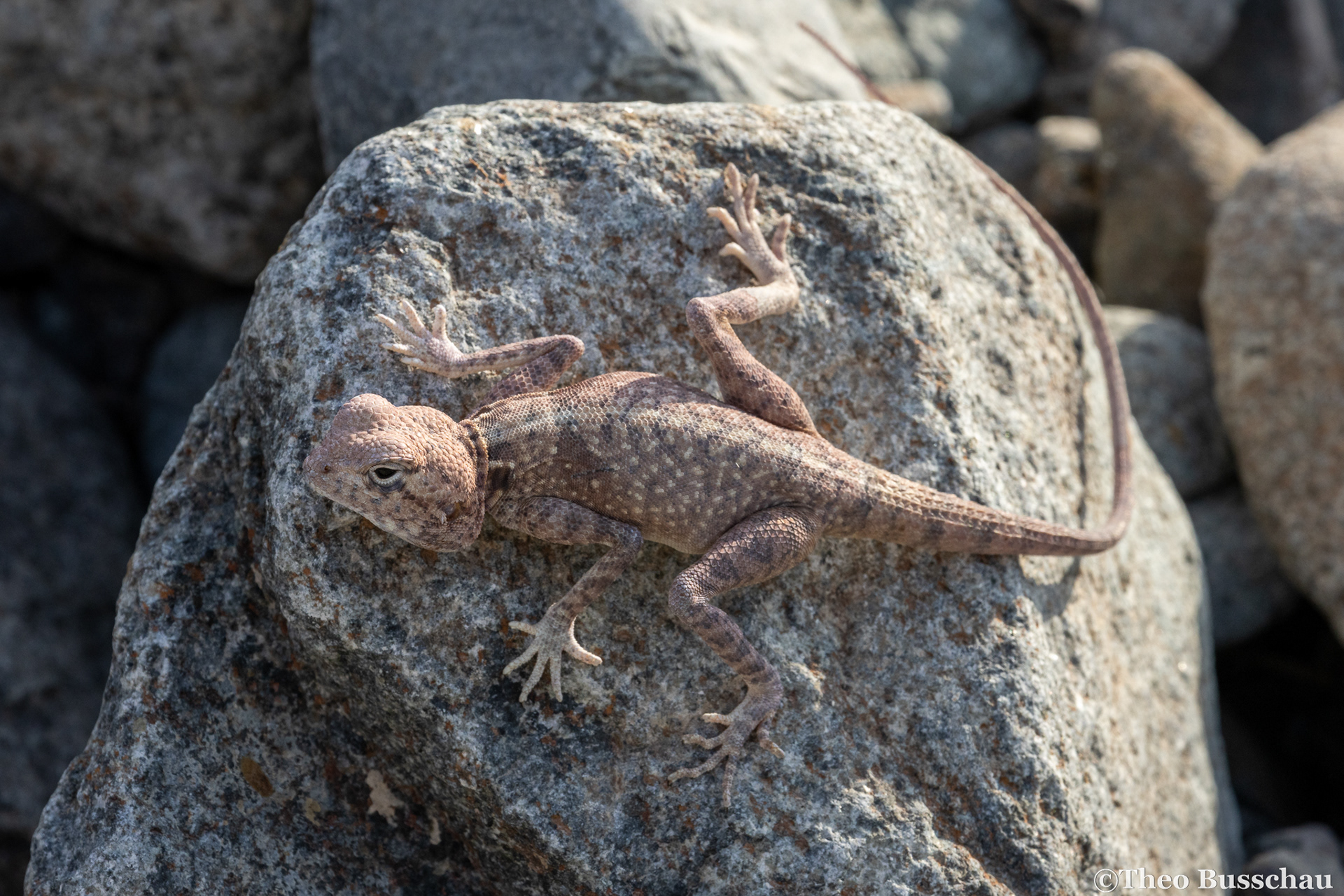 Hajar rock agama, Sharjah, United Arab Emirates.