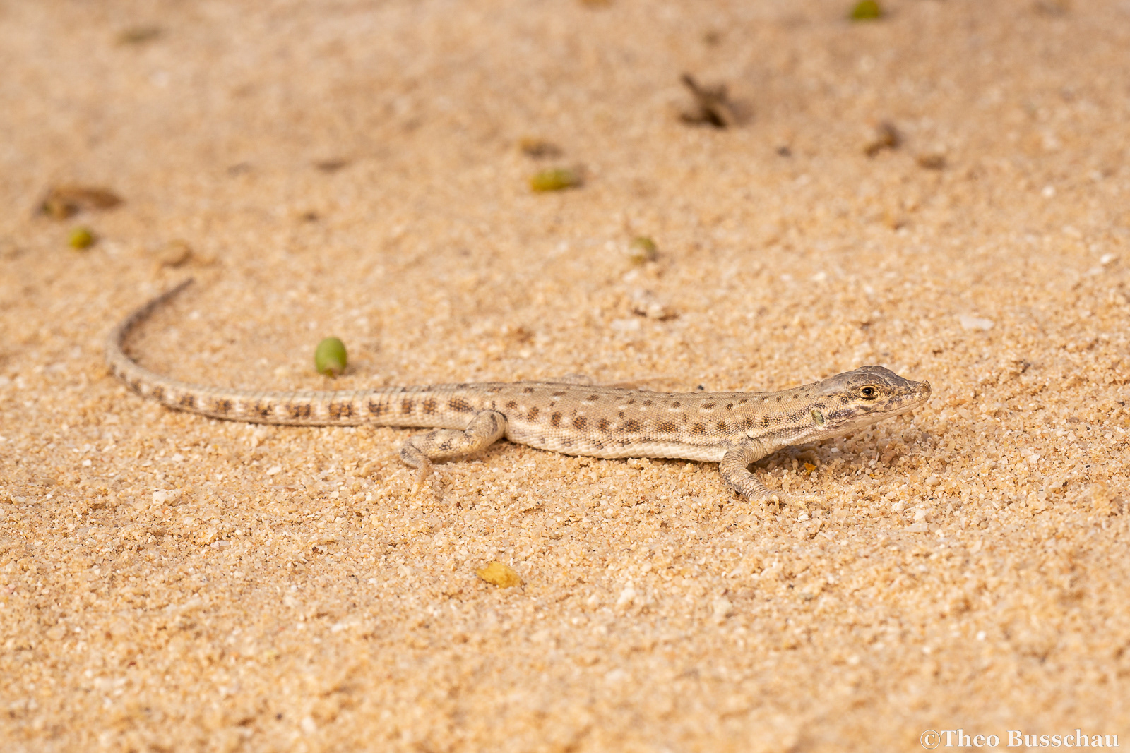 Blanford's short-nosed desert lizard , Abu Dhabi, United Arab Emirates.