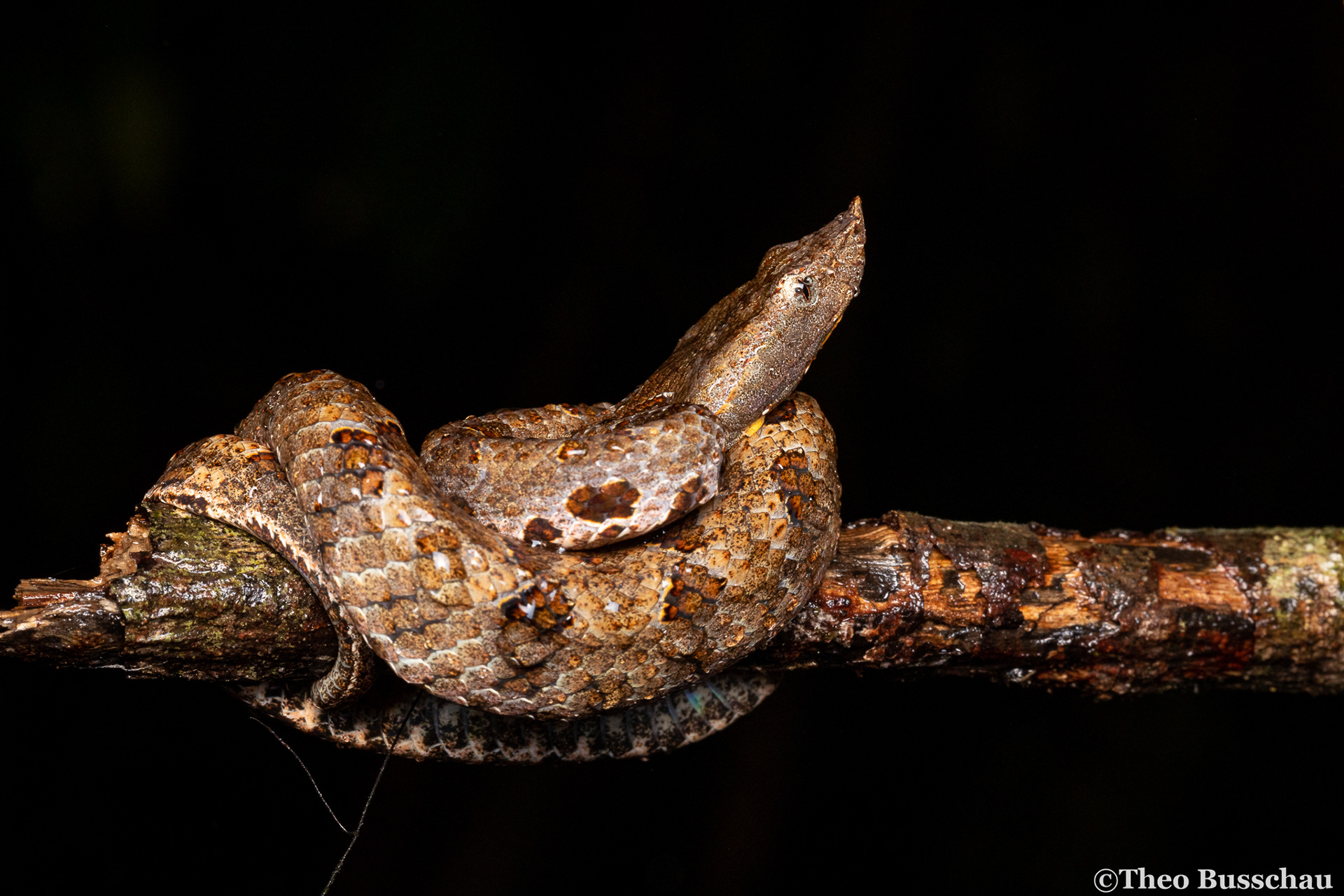 Lowland hump-nosed pit viper, Western Province, Sri Lanka.