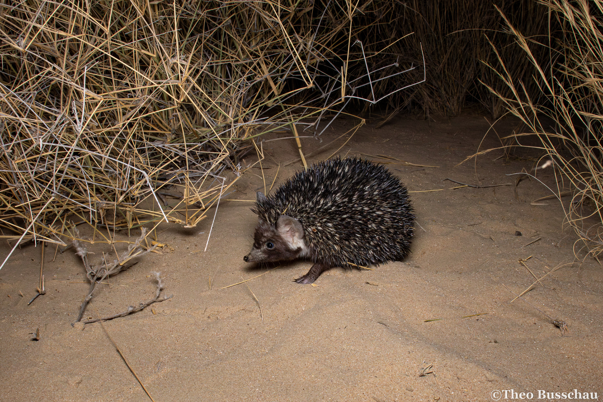 Desert hedgehog, Dubai, United Arab Emirates.