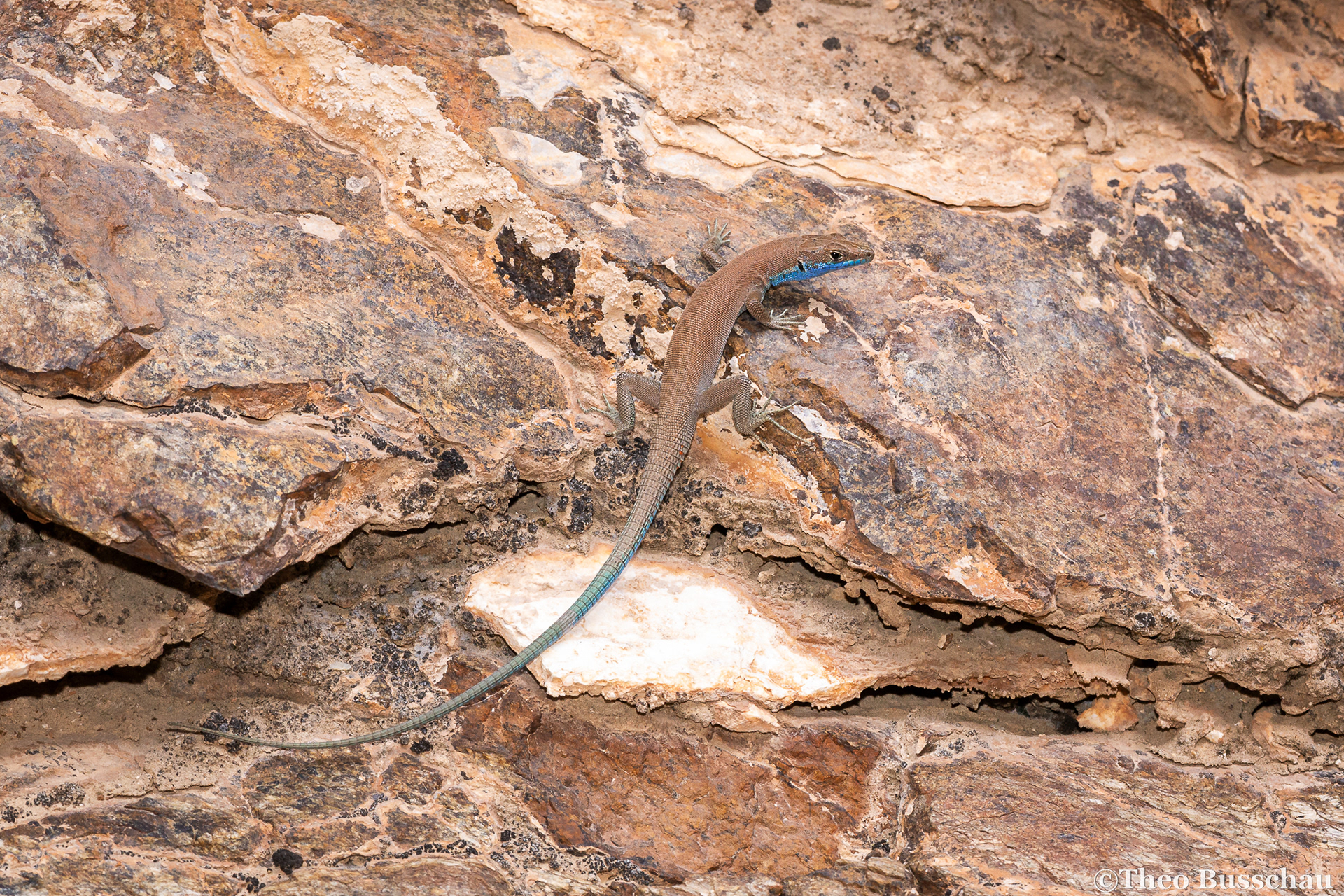 Blue-tailed Oman lizard, Fujairah, United Arab Emirates.