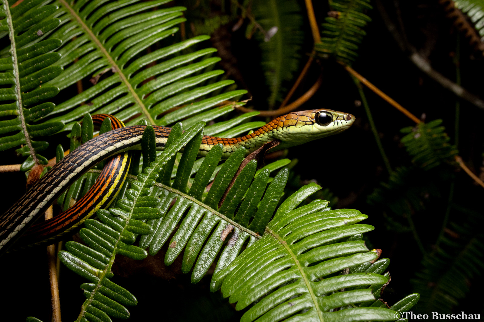 Striped bronzeback, Sabah, Malaysia.