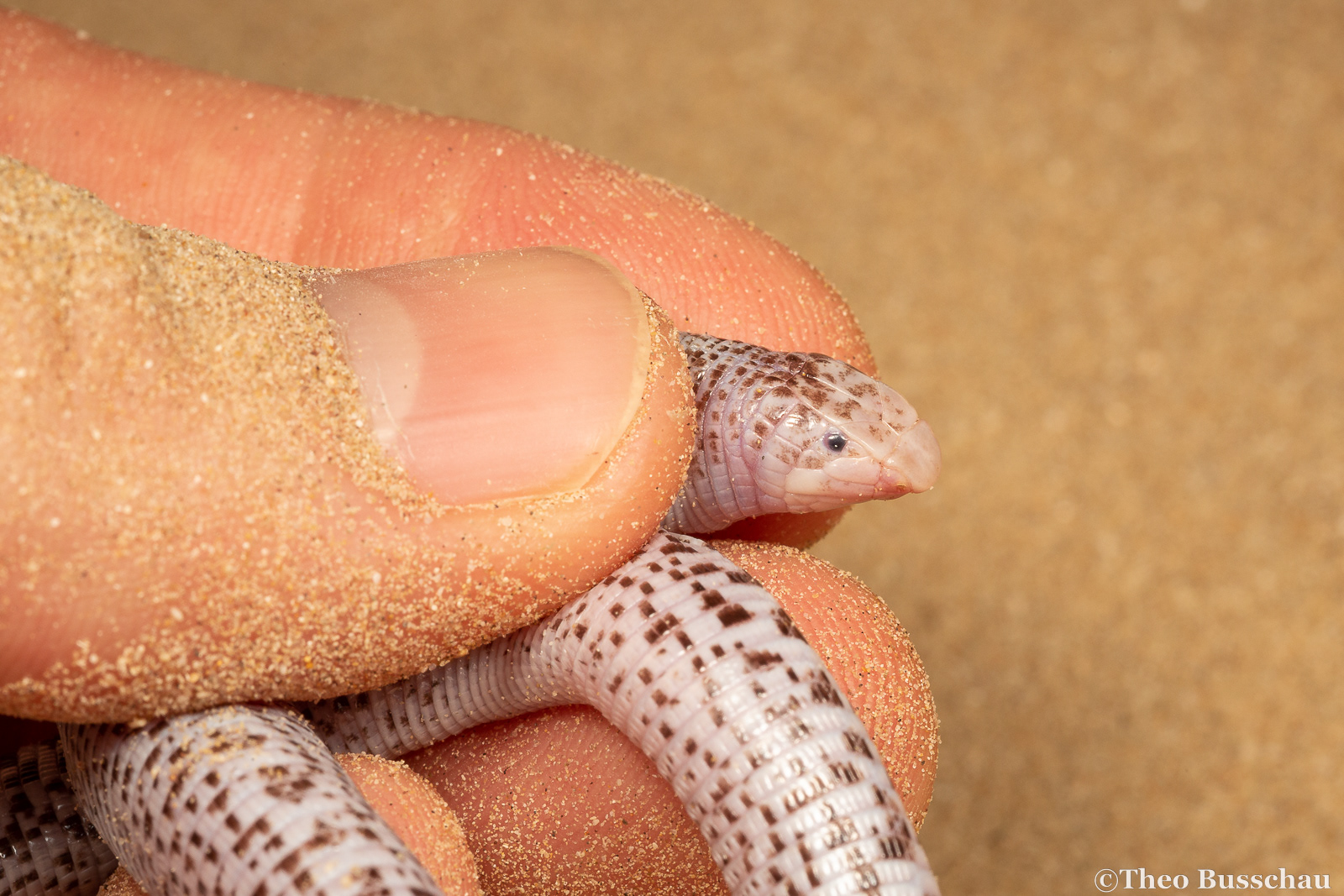Zarudny's worm lizard, Abu Dhabi, United Arab Emirates