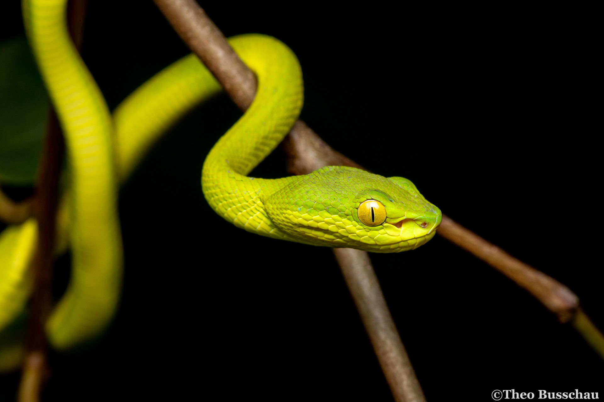 White-lipped tree viper, Dong Nai, Vietnam.