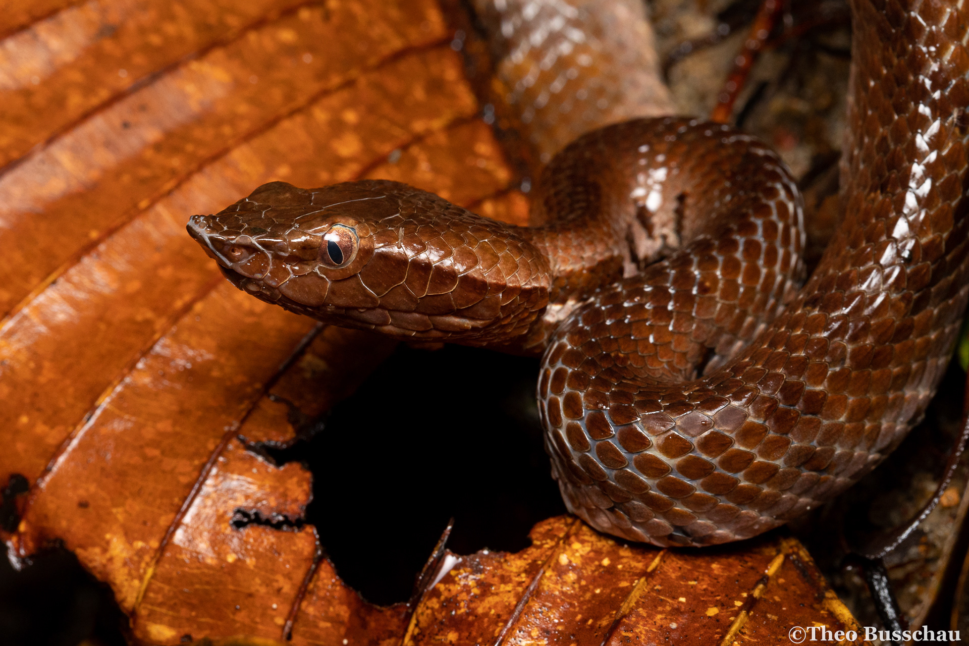 Lowland hump-nosed pit viper, Western Province, Sri Lanka.