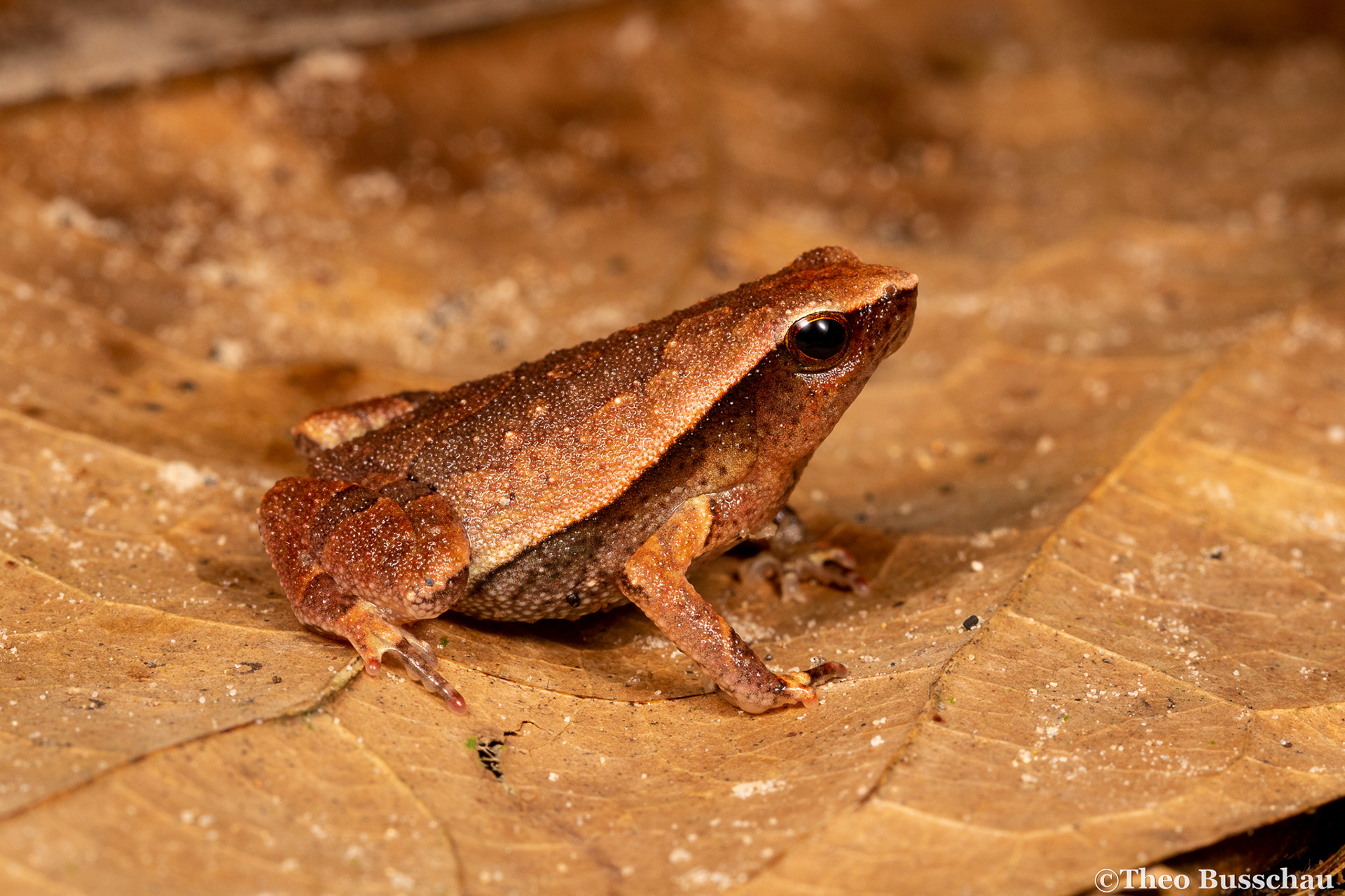 Malayan sticky frog, Selangor, Malaysia.