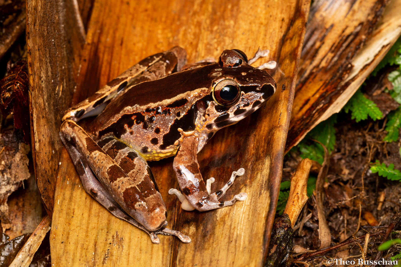 Hole-in-the-head frog, Sabah, Malaysia.