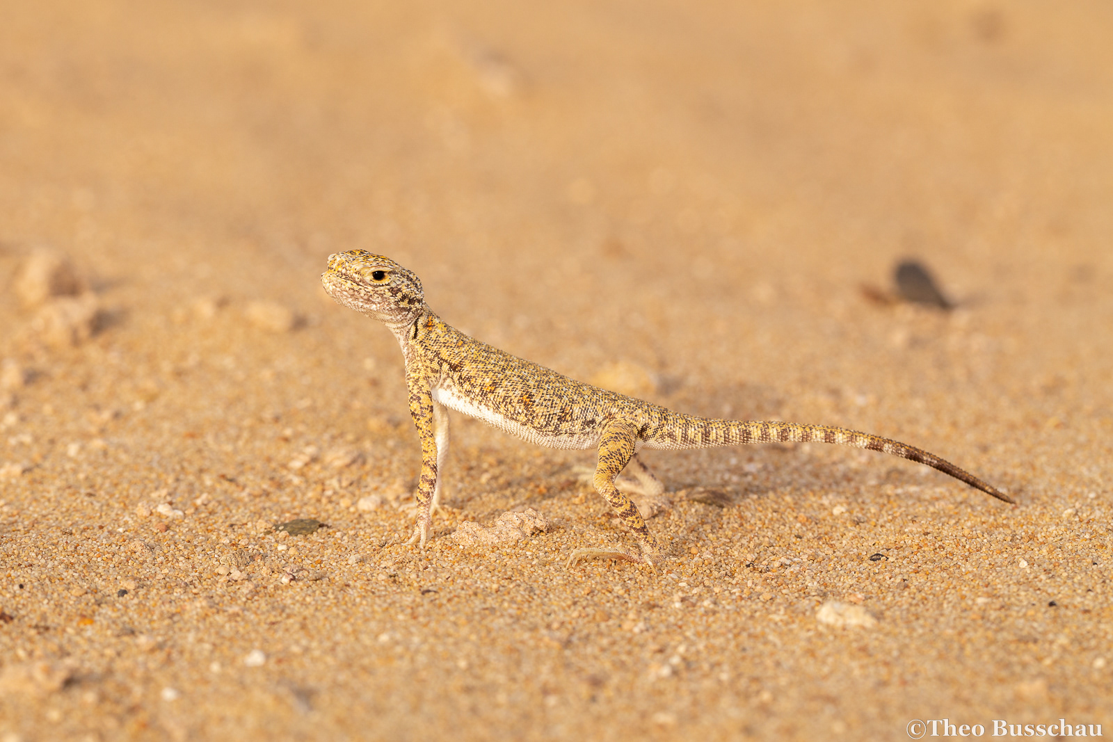 Arabian toad-headed agama, Dubai, United Arab Emirates.