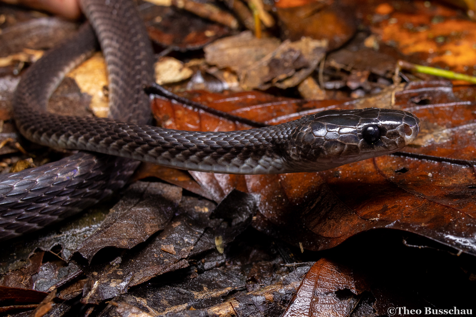 Dark wolf snake, Sabah, Malaysia.