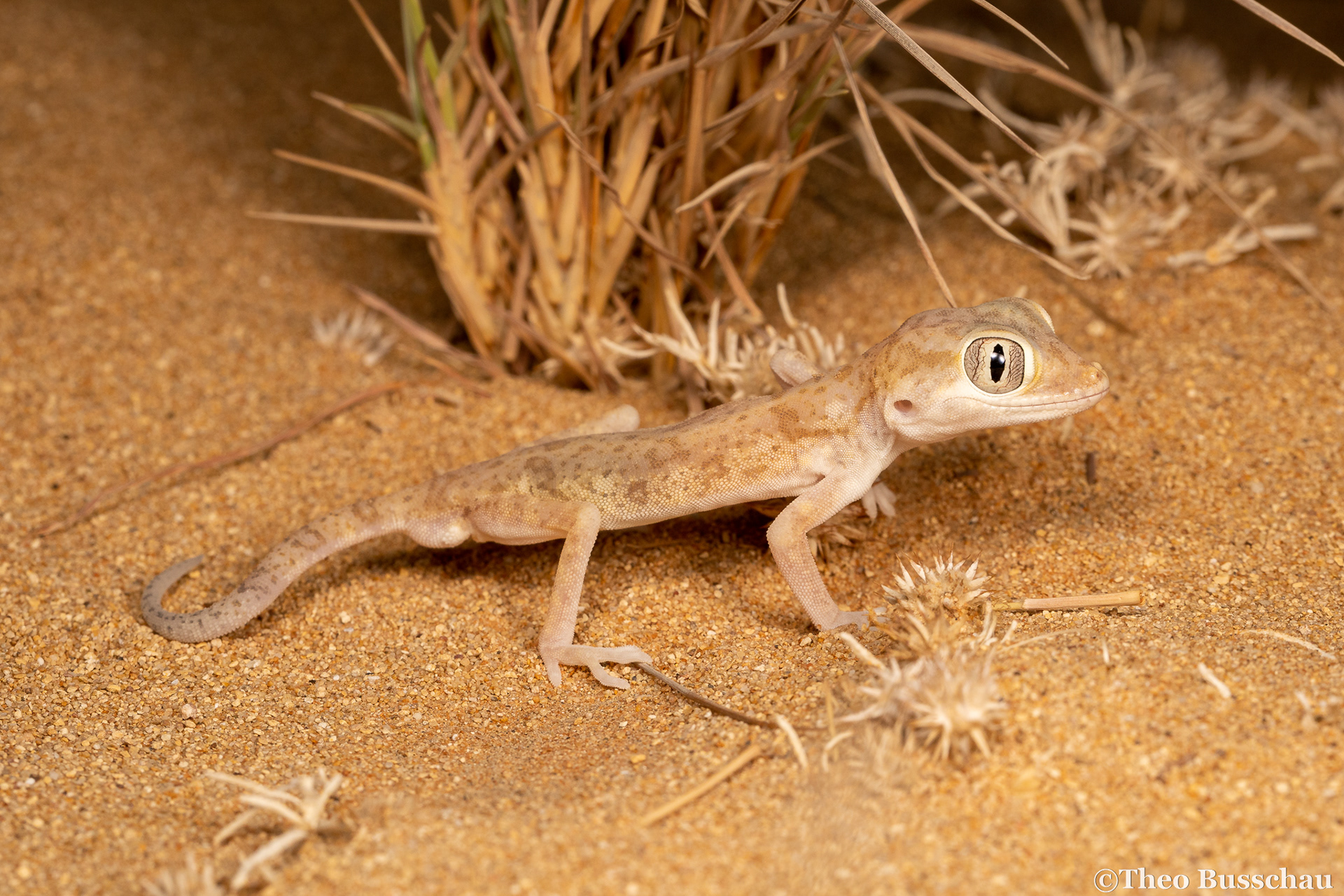 Eastern sand gecko, Abu Dhabi, United Arab Emirates.