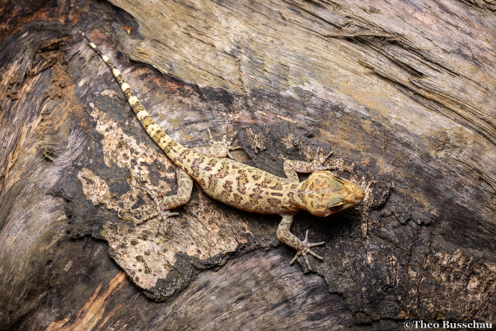 Hikida's bow-fingered gecko, Sabah, Malaysia.