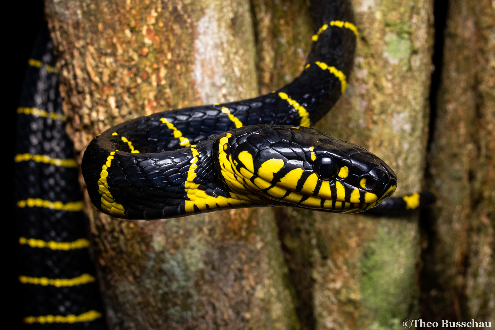 Mangrove snake, Sabah, Malaysia.