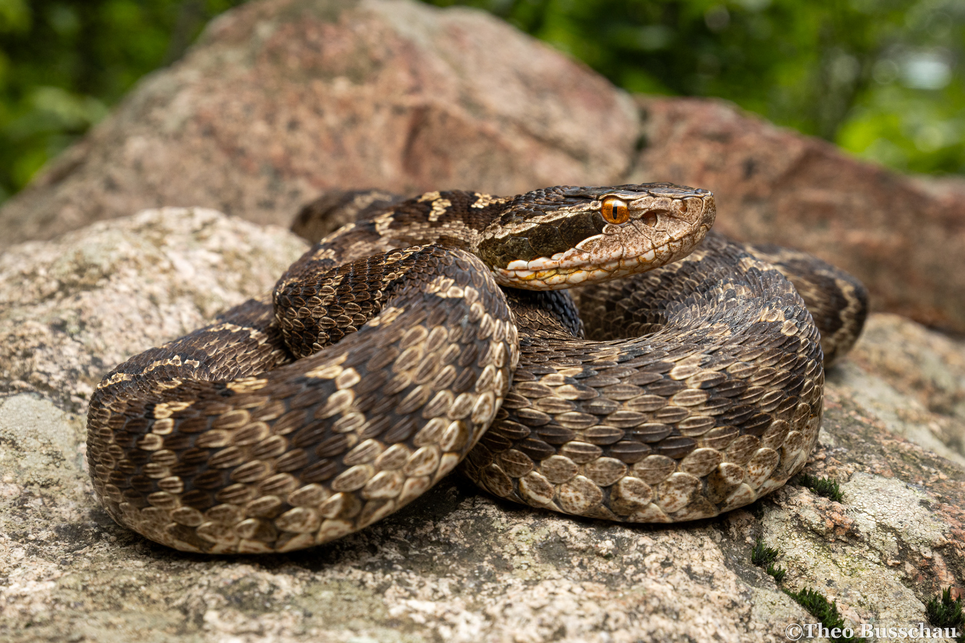 Halys pit viper, Hebei, China.
