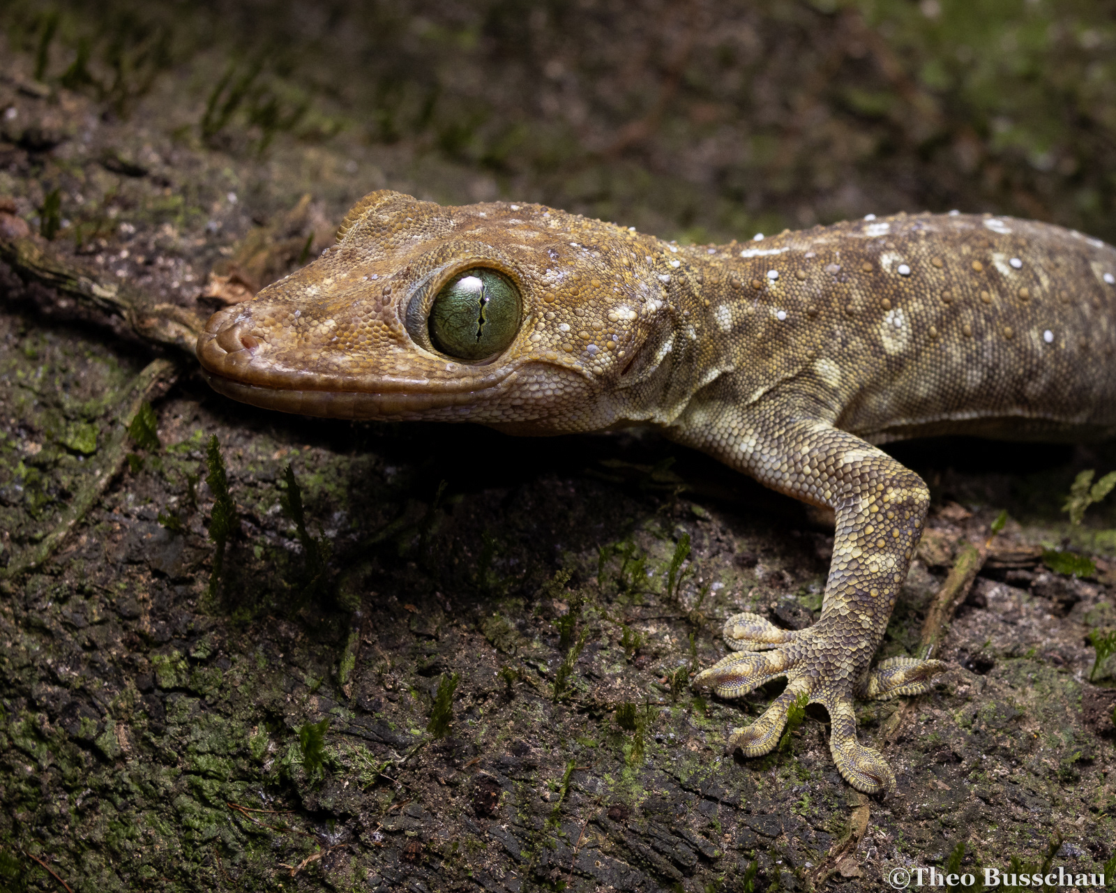 White-banded gecko, Sabah, Malaysia.
