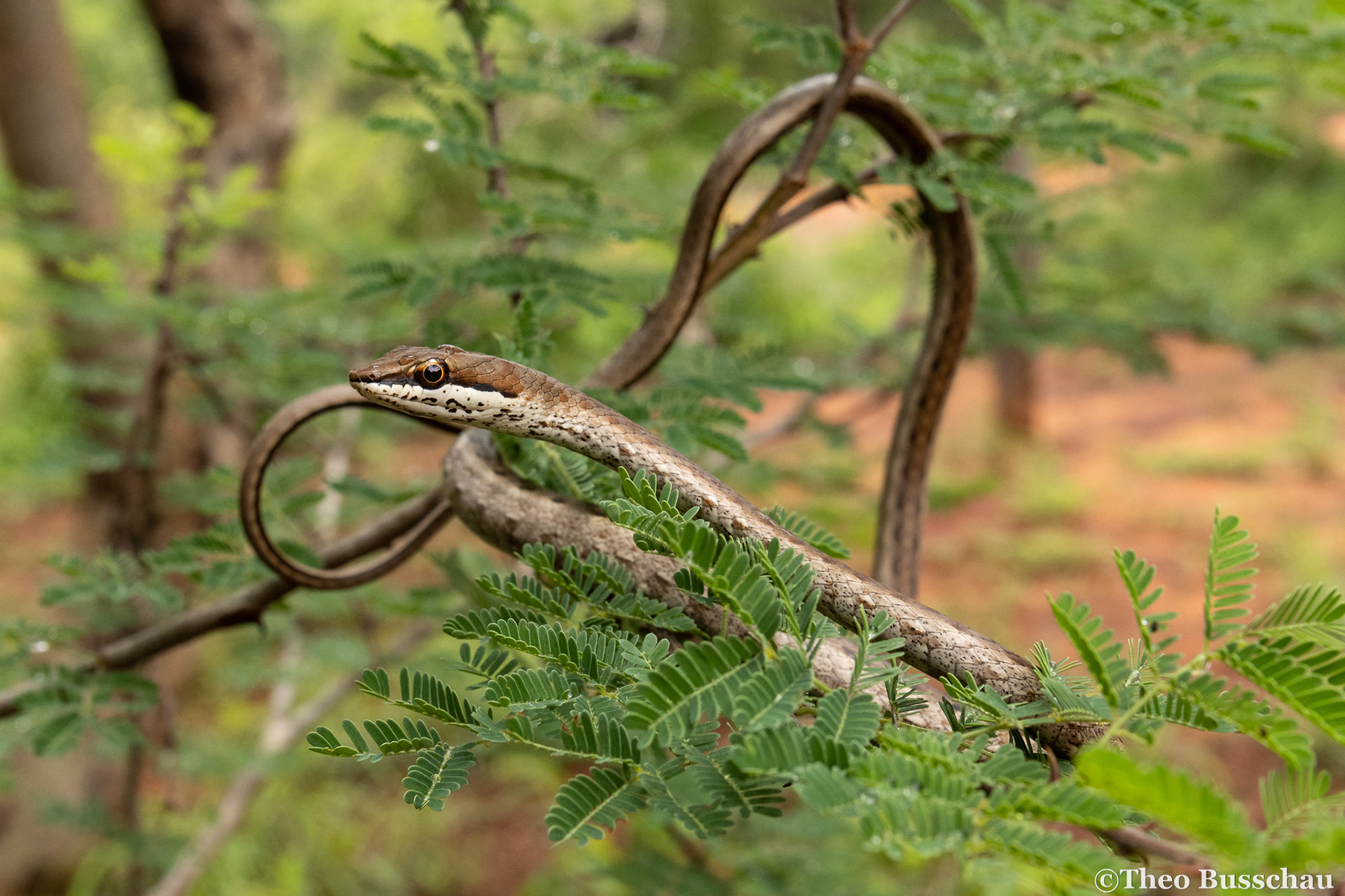 Link-marked sand snake, Taita-Taveta, Kenya.