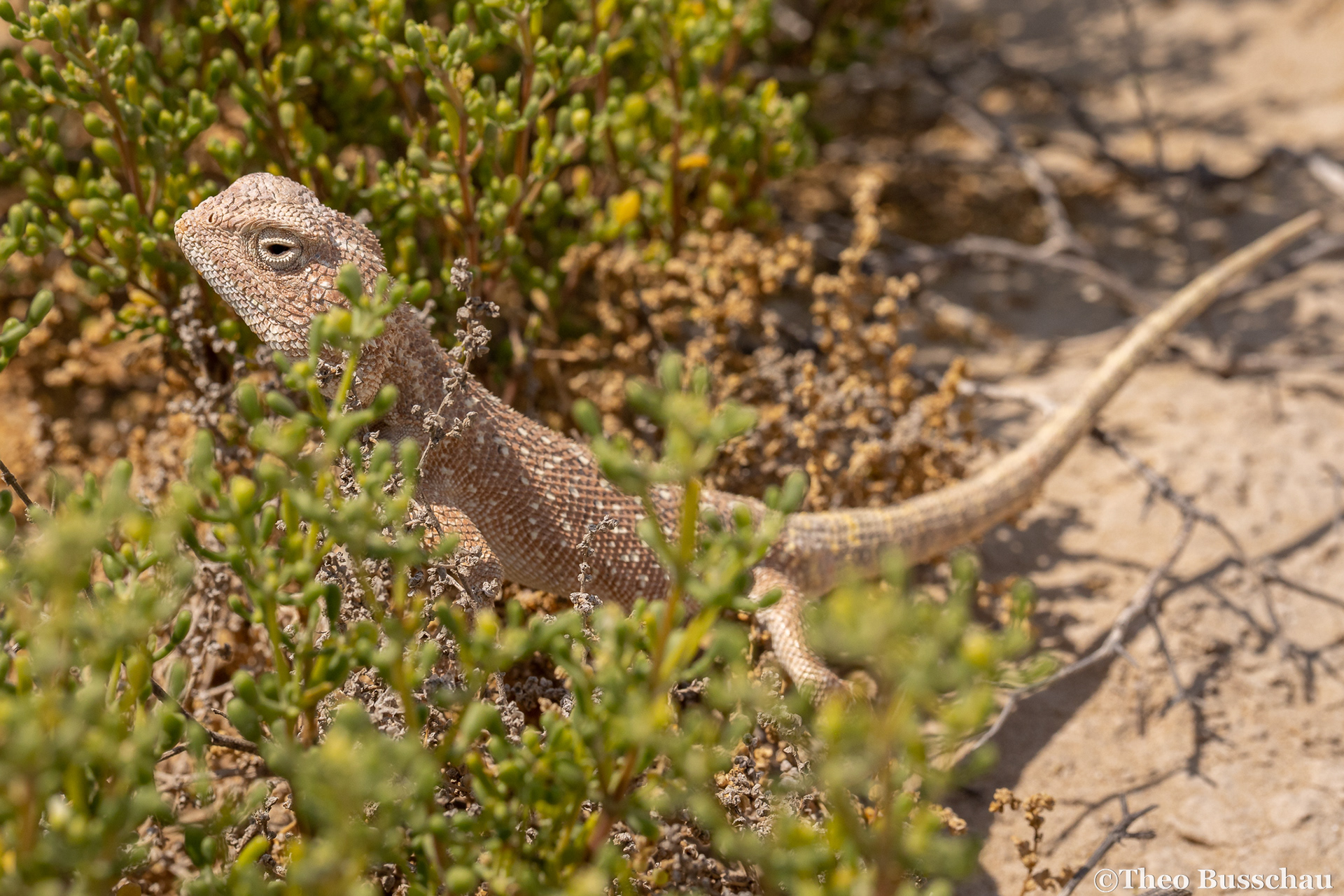Yellow-spotted agama, Abu Dhabi, United Arab Emirates.