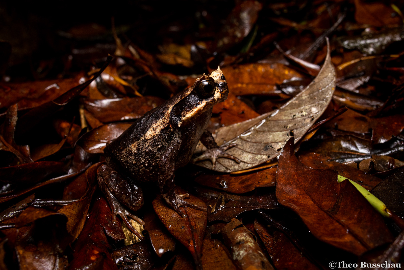 Kinabalu horned frog, Sabah, Malaysia.