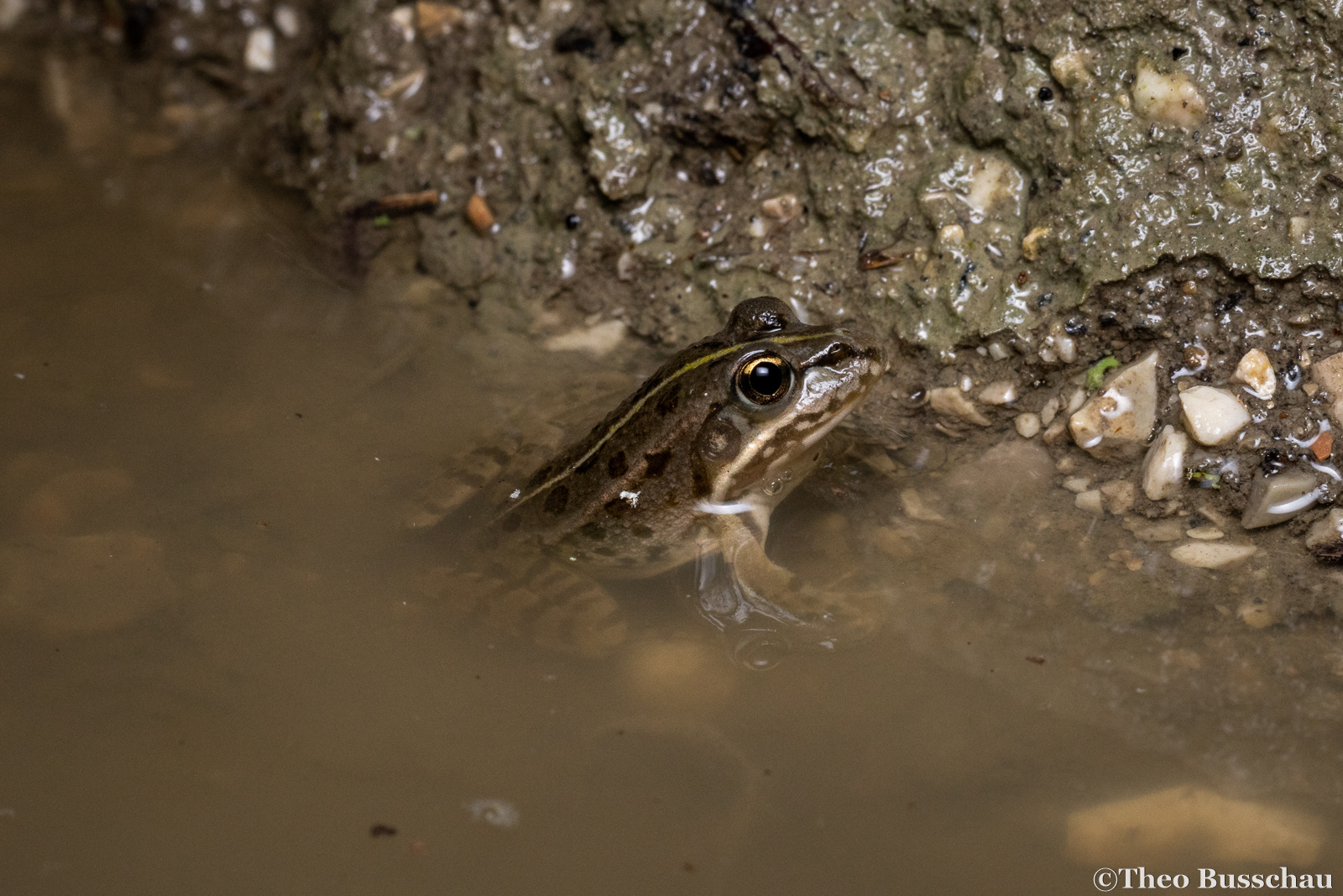 Marsh frog, Ferrara, Italy.