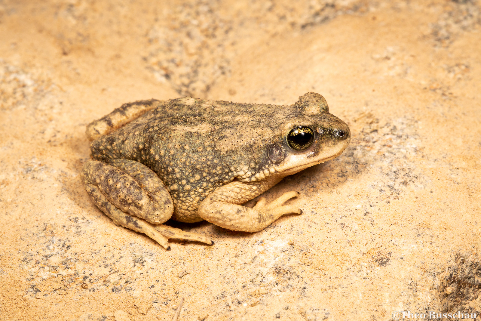 Dhofar toad, Ras al Khaimah, United Arab Emirates.