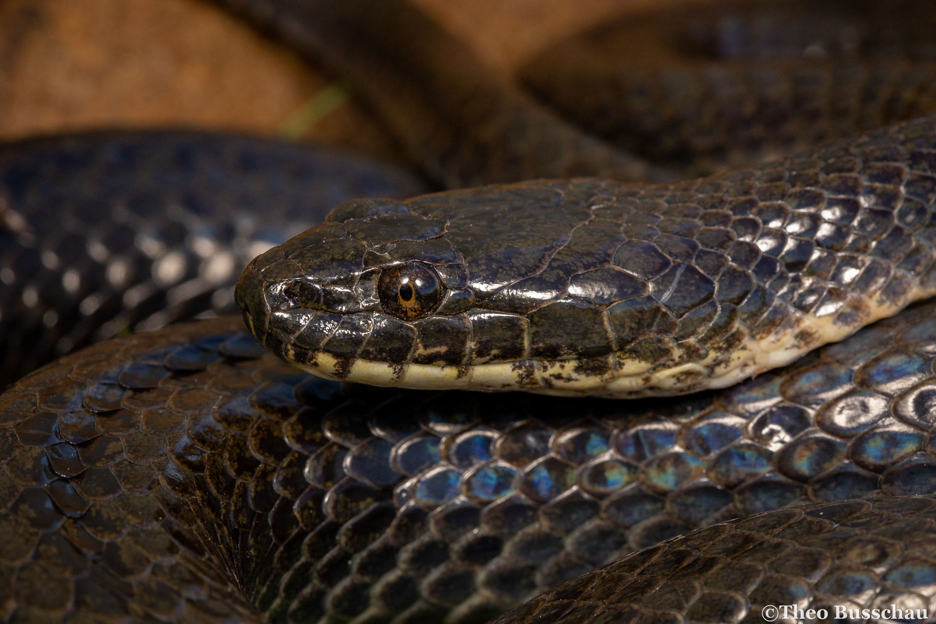 Dusky-bellied water snake, Eastern Cape, South Africa.