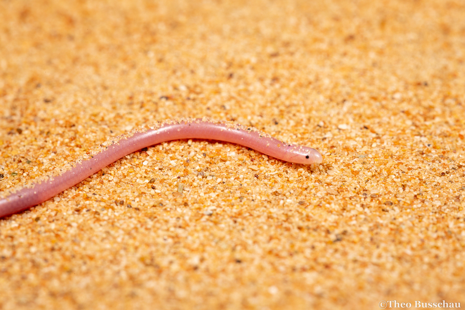 Long-nosed Worm Snake, Sharjah, United Arab Emirates.