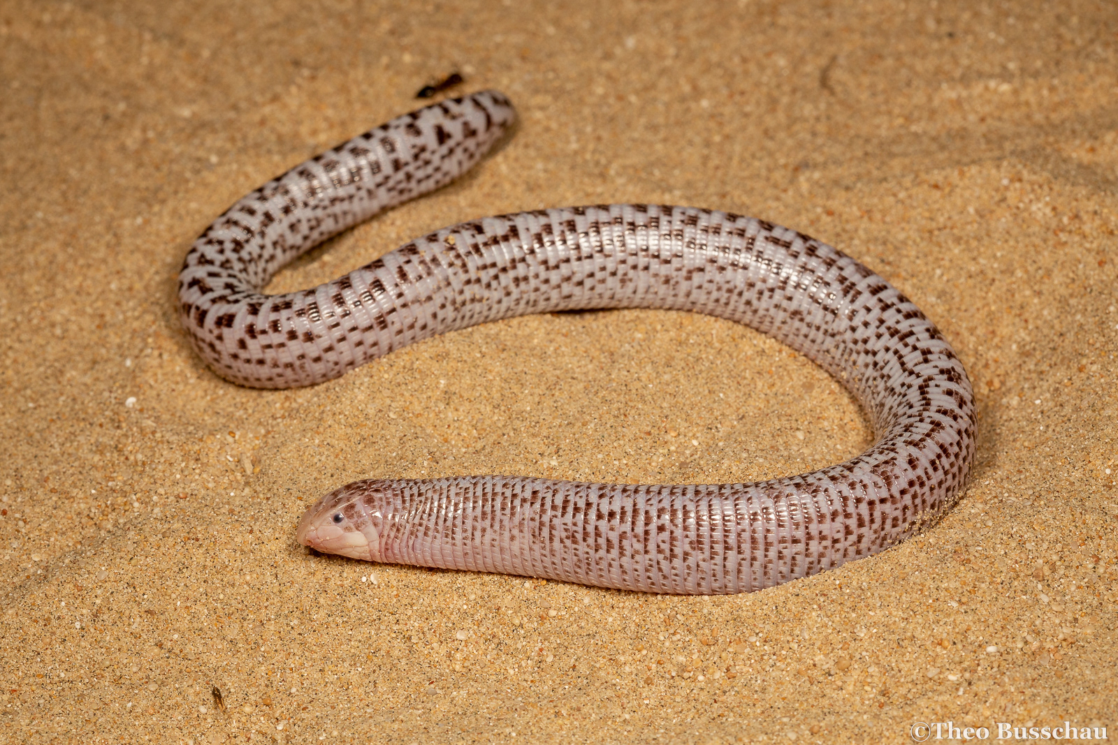 Zarudny's worm lizard, Abu Dhabi, United Arab Emirates