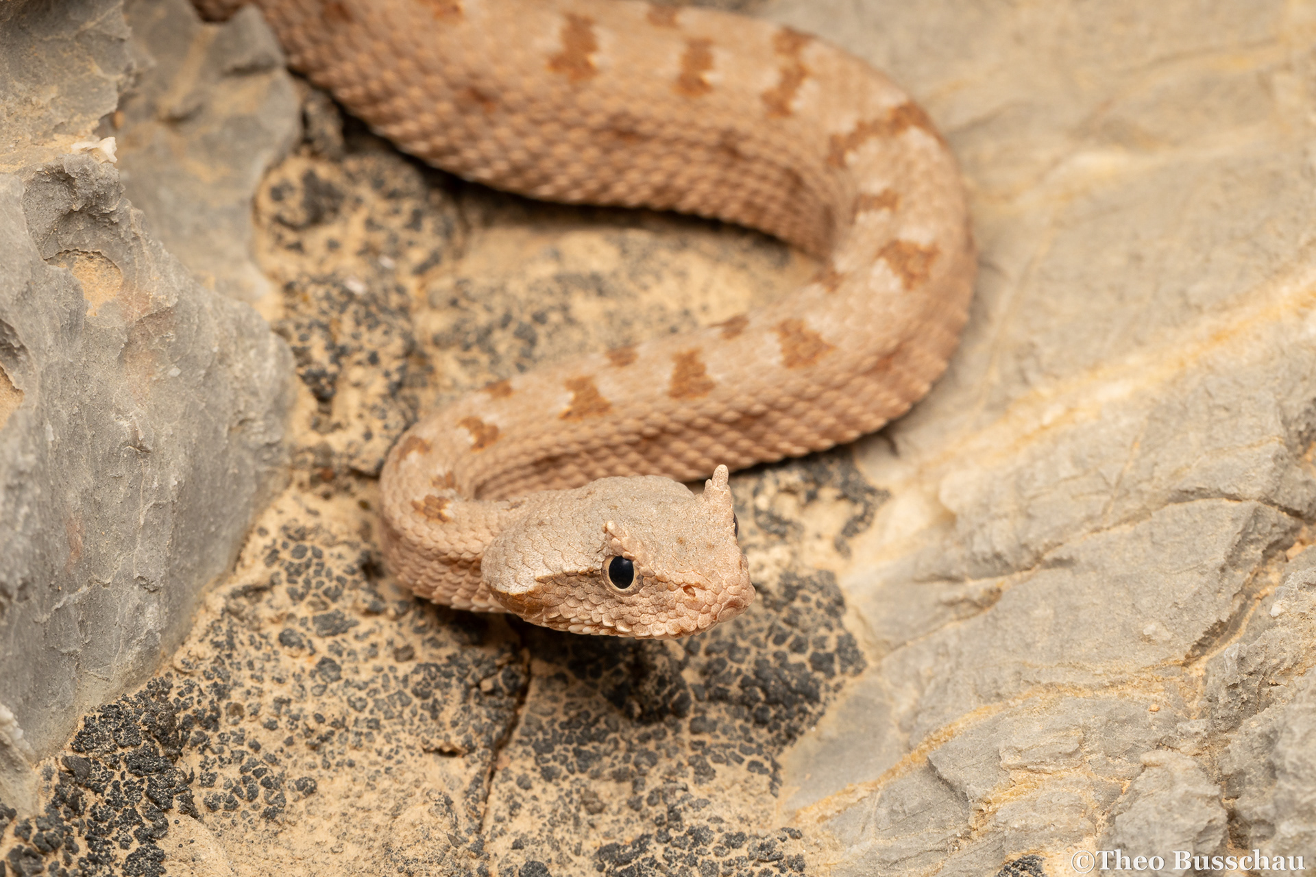Persian horned viper, Ras al Khaimah, United Arab Emirates.