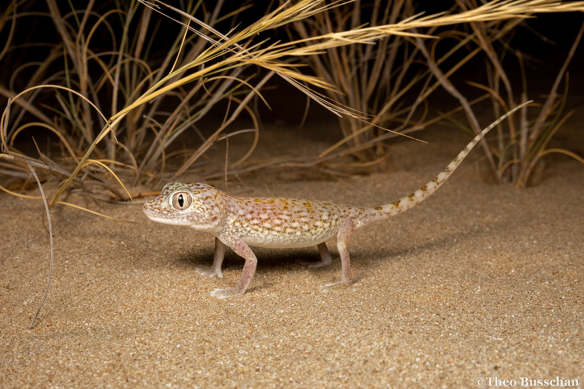 Doria's short-fingered gecko, Abu Dhabi, United Arab Emirates.