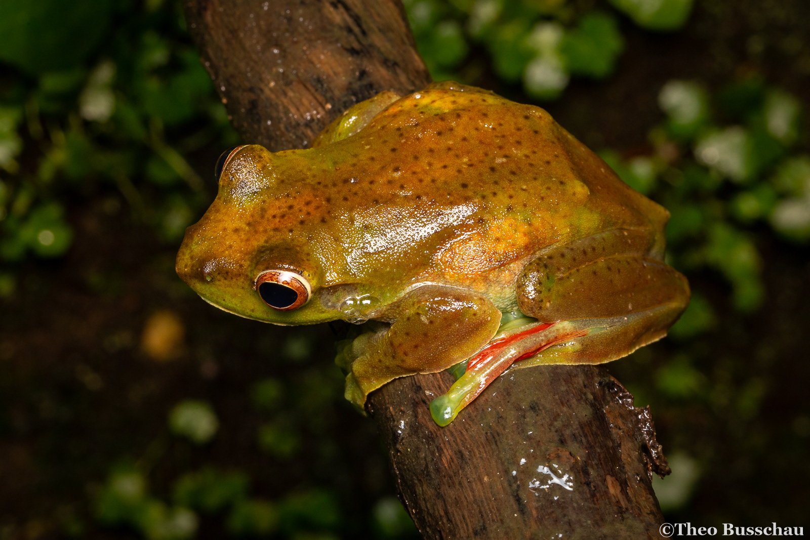 Malayan flying frog, Pahang, Malaysia.