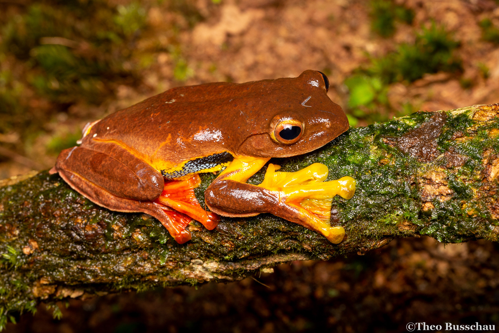 Red-webbed flying frog, Pahang, Malaysia.