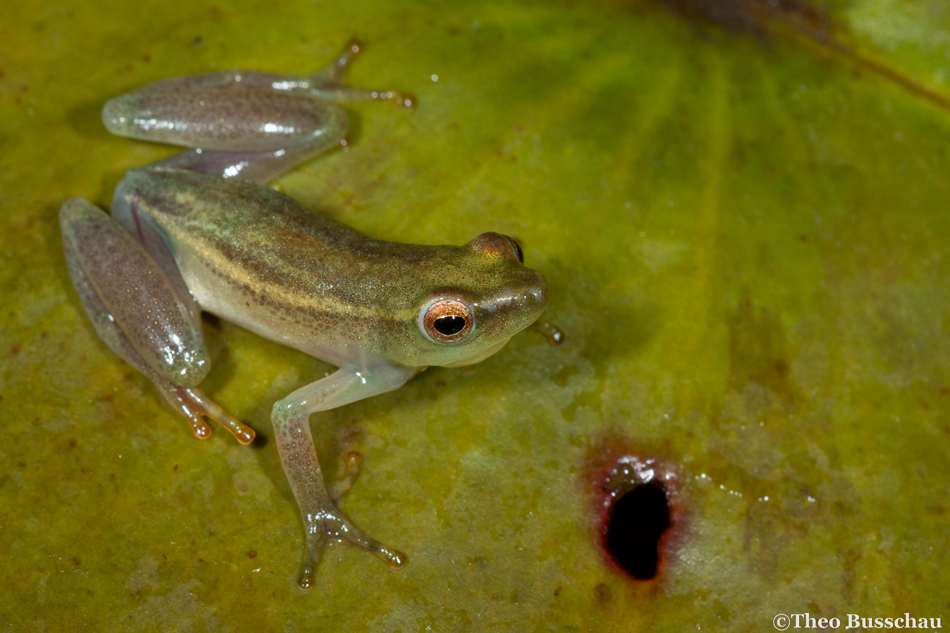 Power's reed frog, Eastern Cape, South Africa.