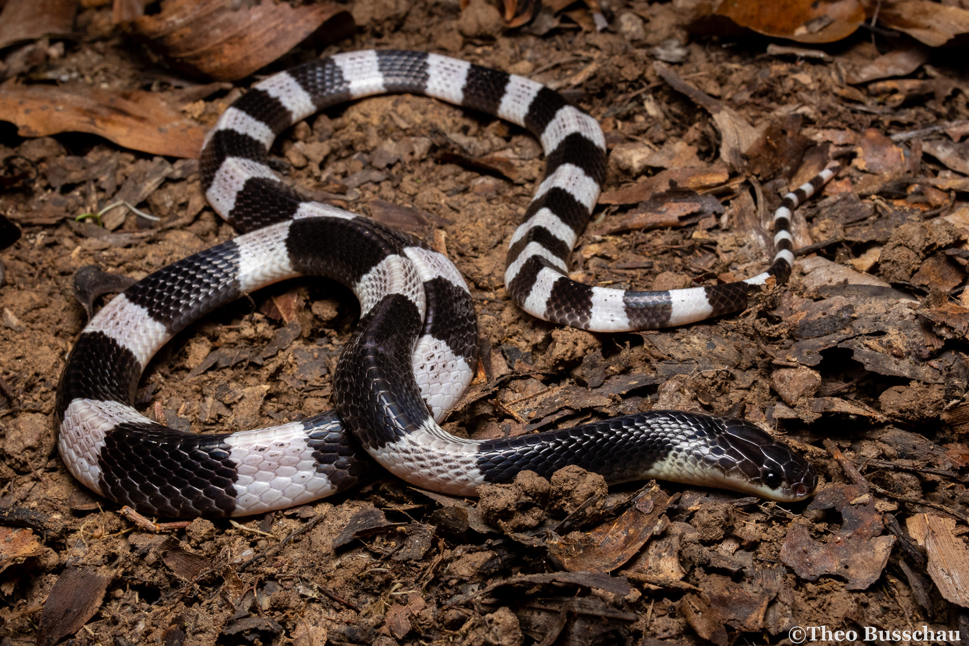 Malayan krait, Dong Nai, Vietnam.