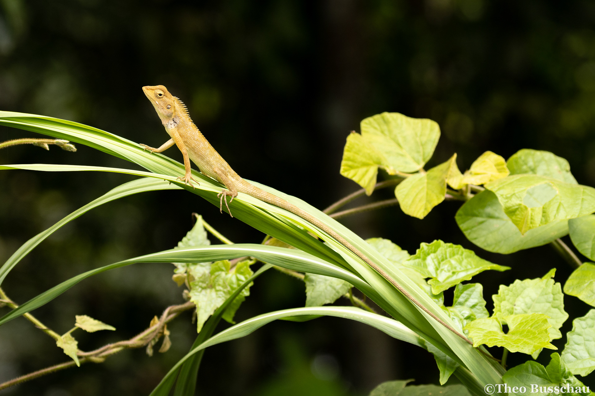 Oriental garden lizard, Selangor, Malaysia.