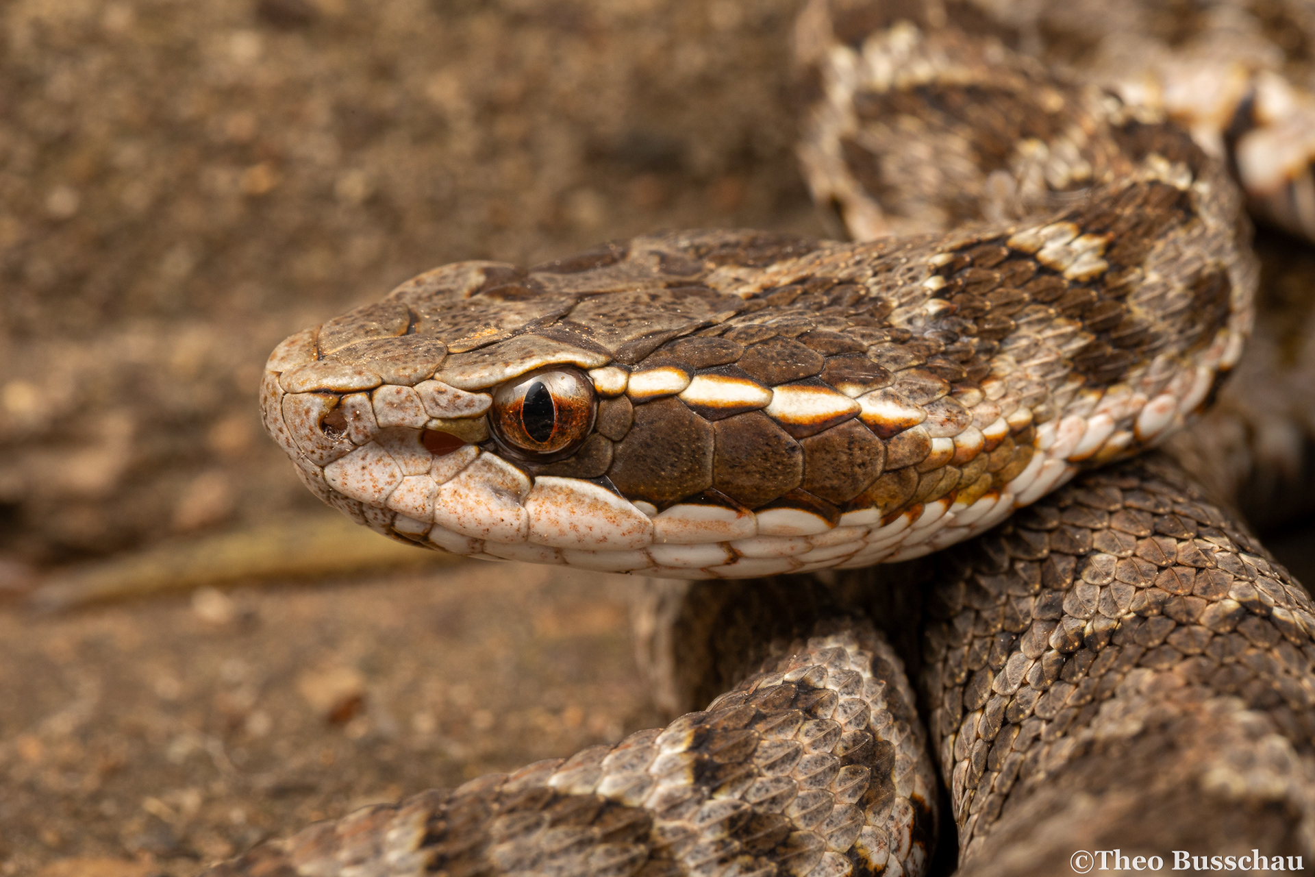 Short-tailed mamushi, Beijing, China.
