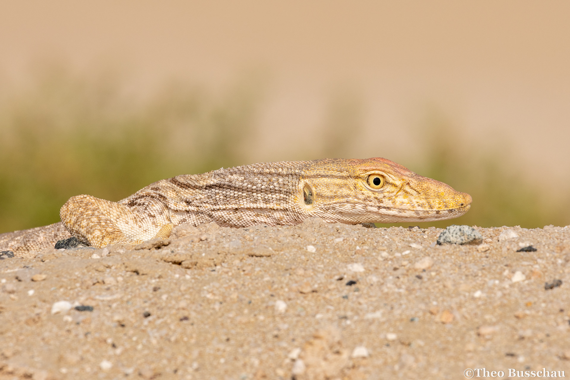 Desert monitor, Abu Dhabi, United Arab Emirates.