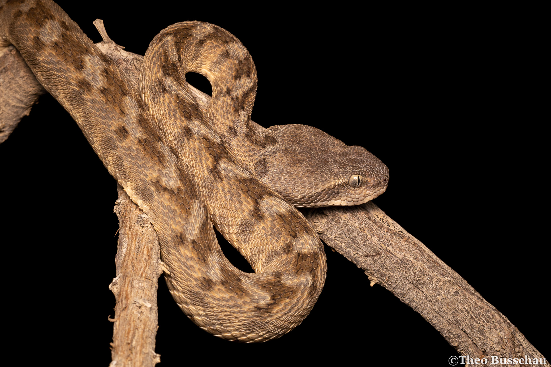 Oman saw-scaled viper, Sharjah, United Arab Emirates.