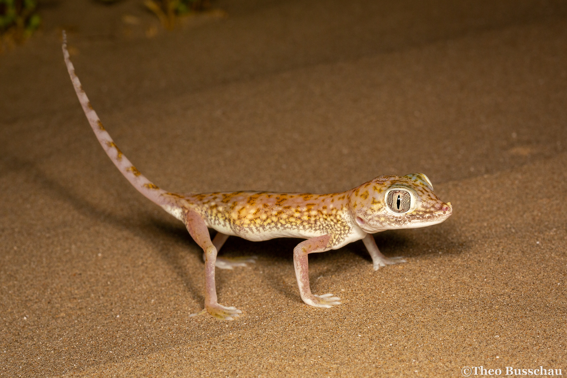 Doria's short-fingered gecko, Abu Dhabi, United Arab Emirates.