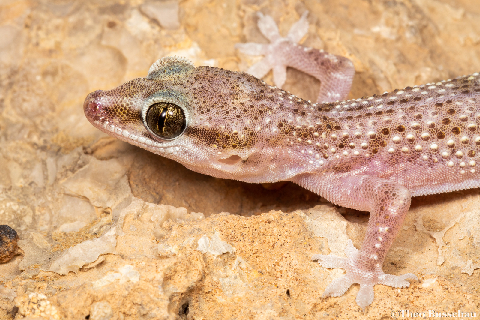 Persian half-toed gecko, Sharjah, United Arab Emirates.