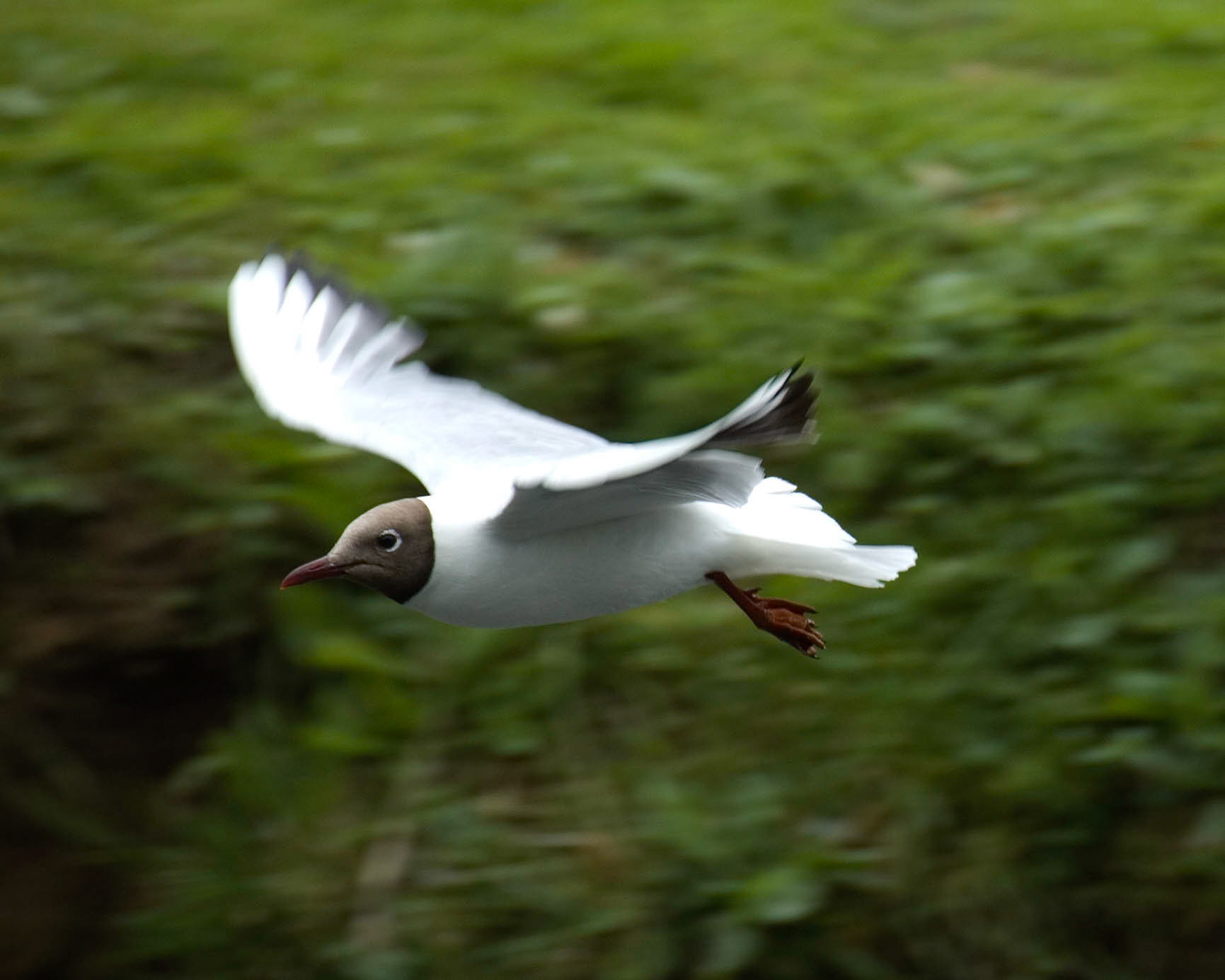Gull in flight