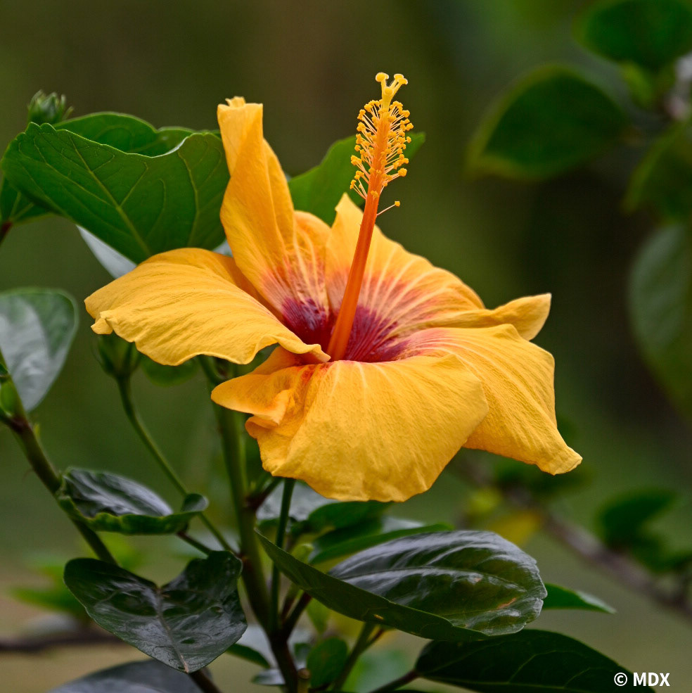 Maï Chau à Pu Luong