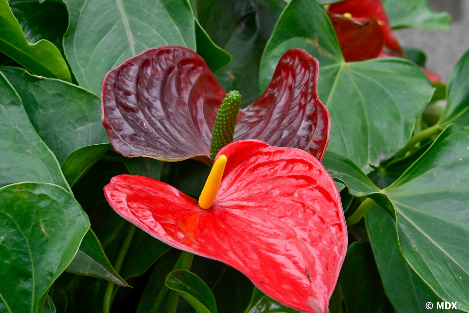 Hanoï