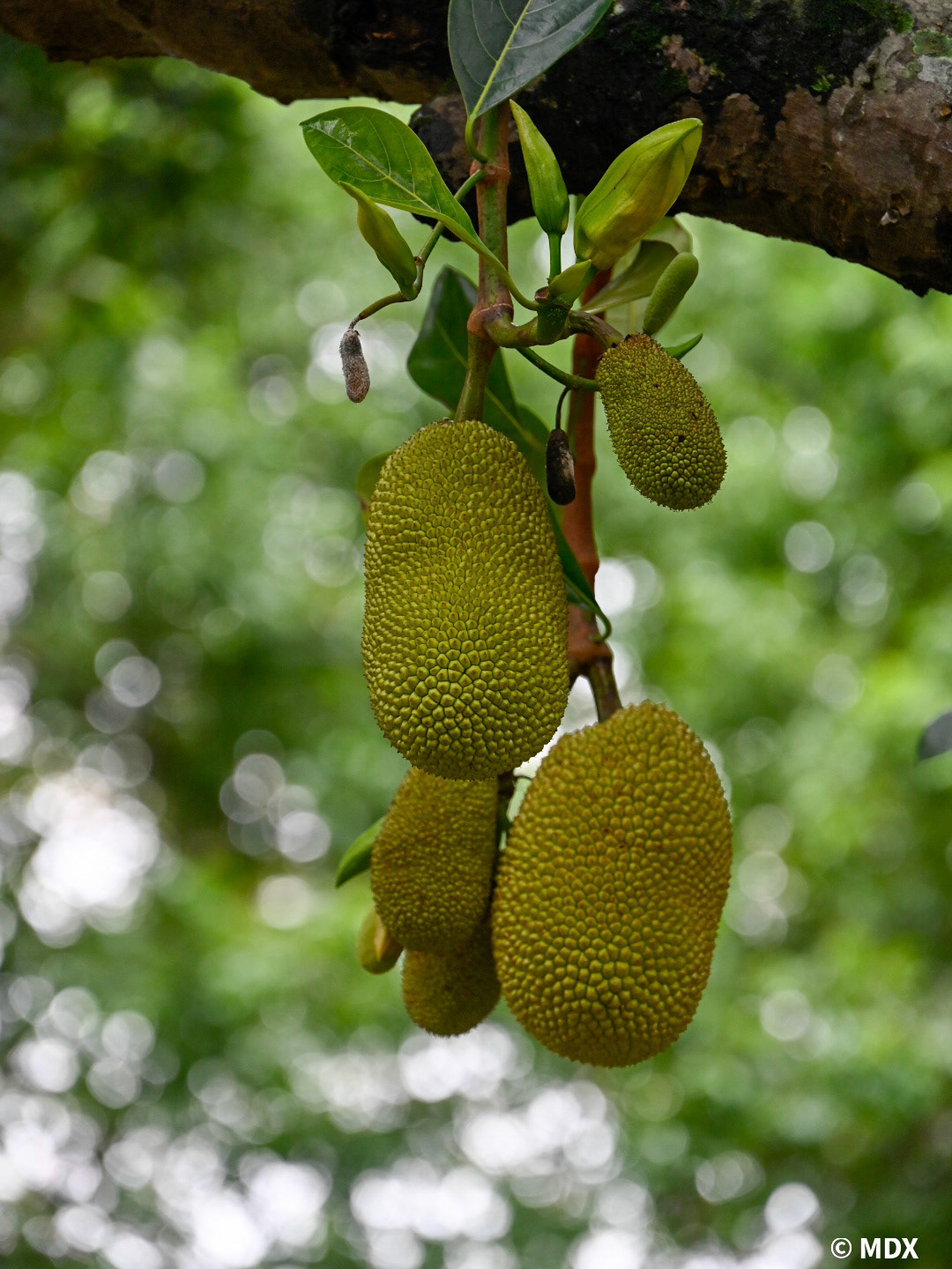 Hanoï