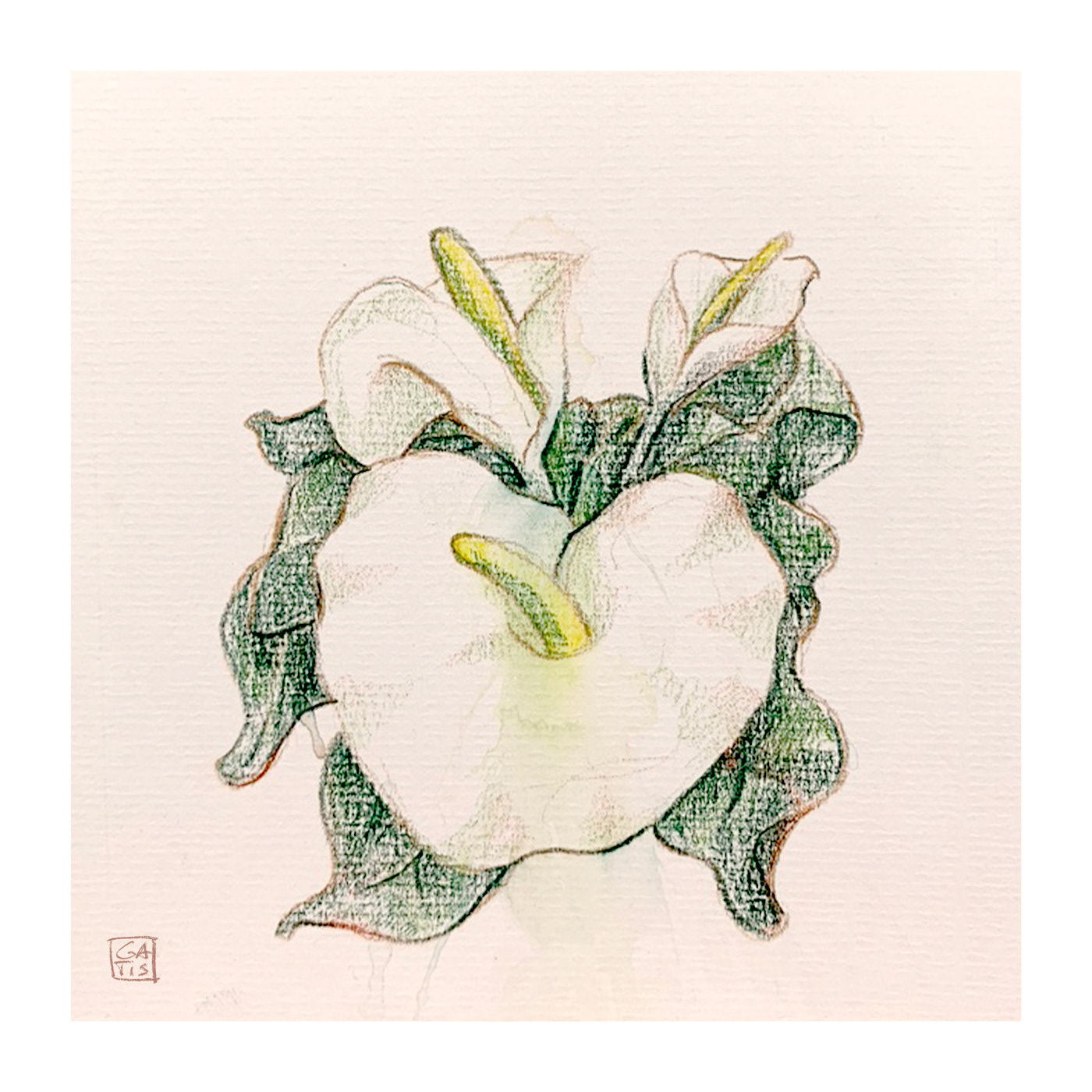 calla, flower, drawing, Gatis Cirulis, art, pencil drawing, sensual, flower