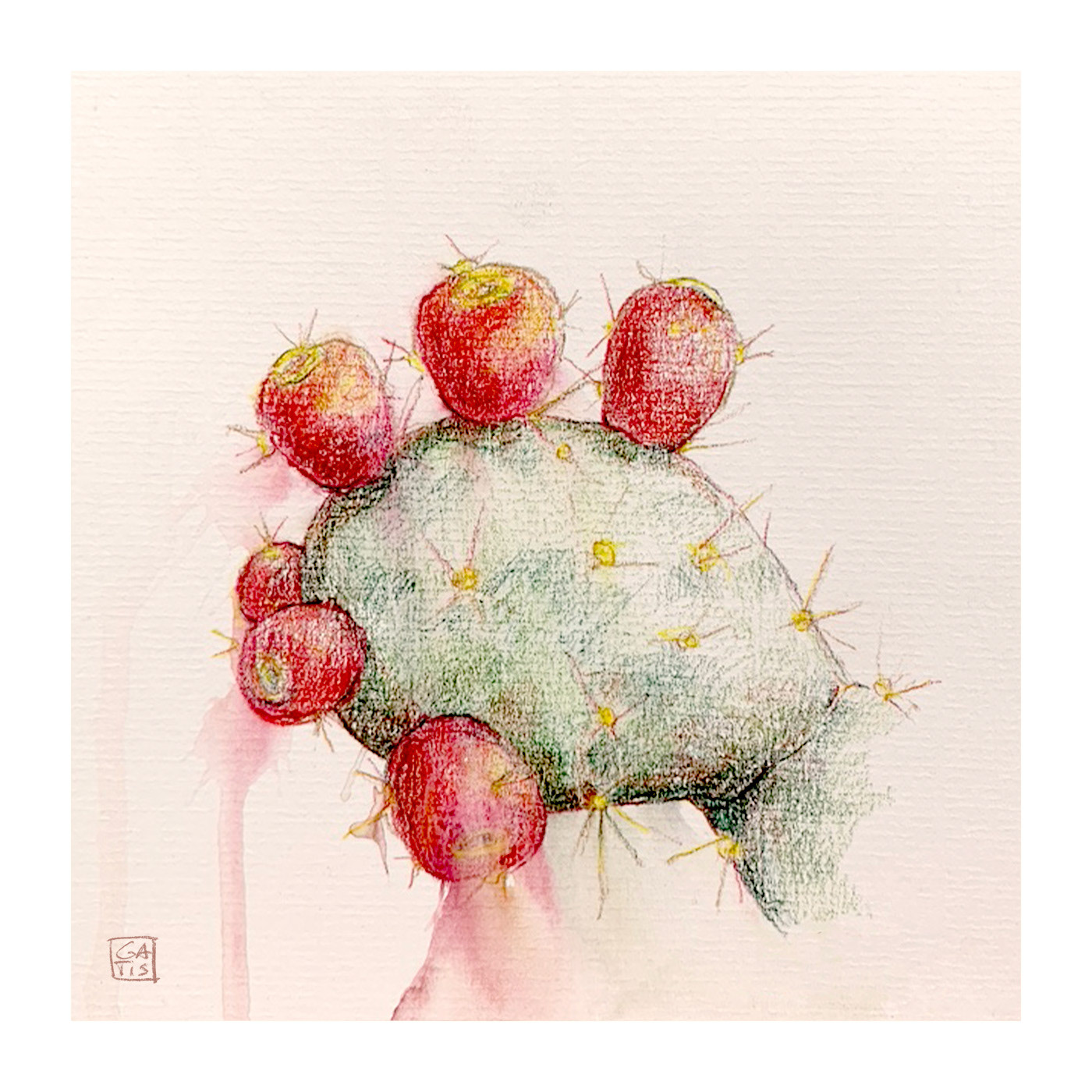 Prickly pear, drawing, Gatis Cirulis, art, pencil drawing, botanical drawing, Opuntia, cactus