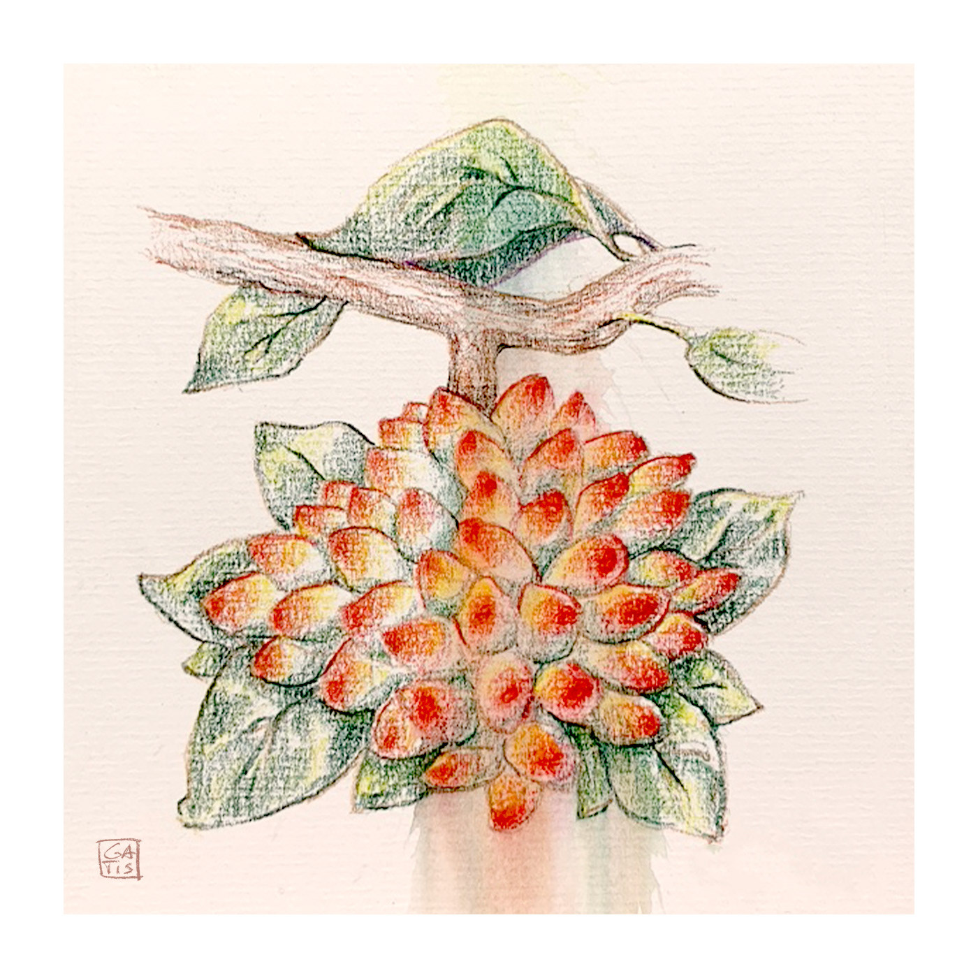 pistachio, drawing, Gatis Cirulis, botanical drawing, plant, seeds, red, gorgeous